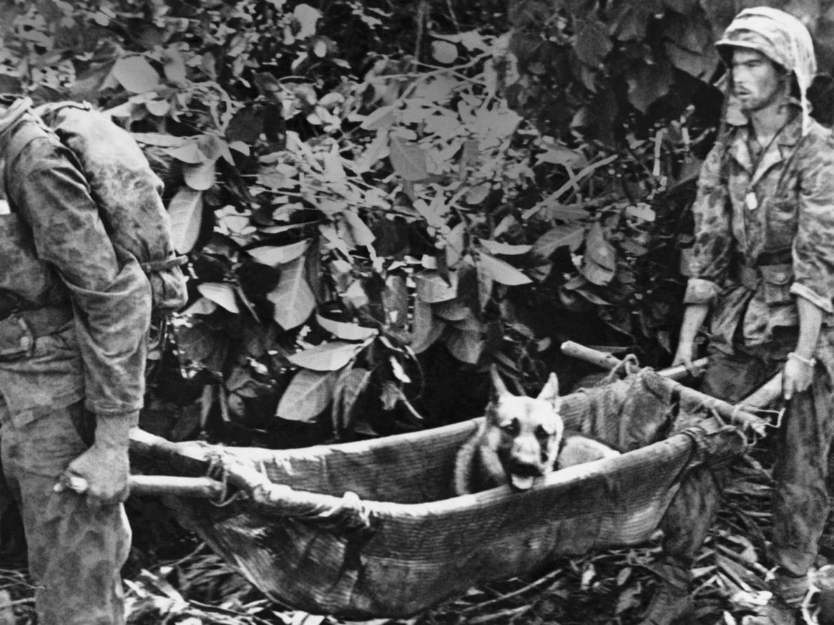 vojaci nesú zraneného psa Vietnam